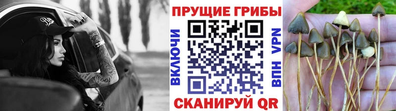 Галлюциногенные грибы GOLDEN TEACHER  Венёв 
